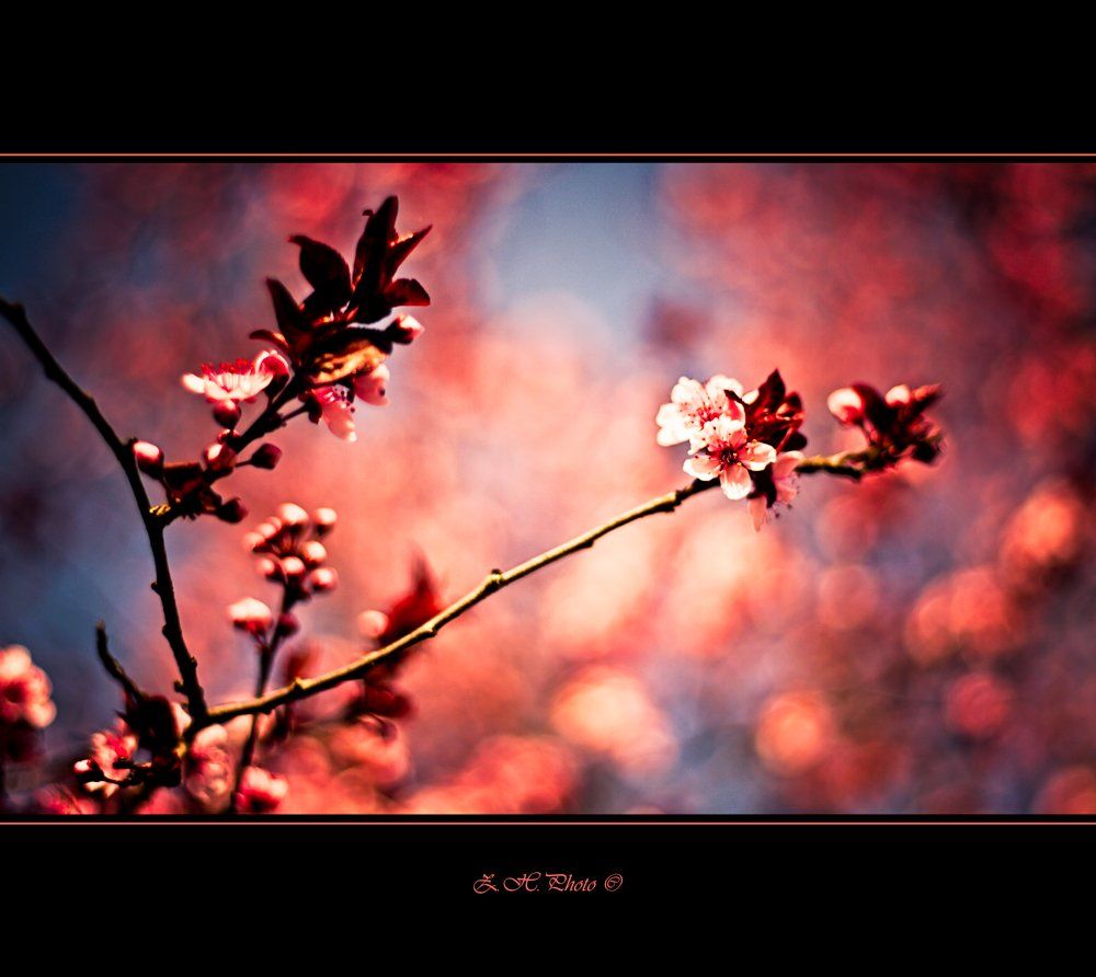 chery, blossom, branches, pink, blue, bokeh, Zdravko