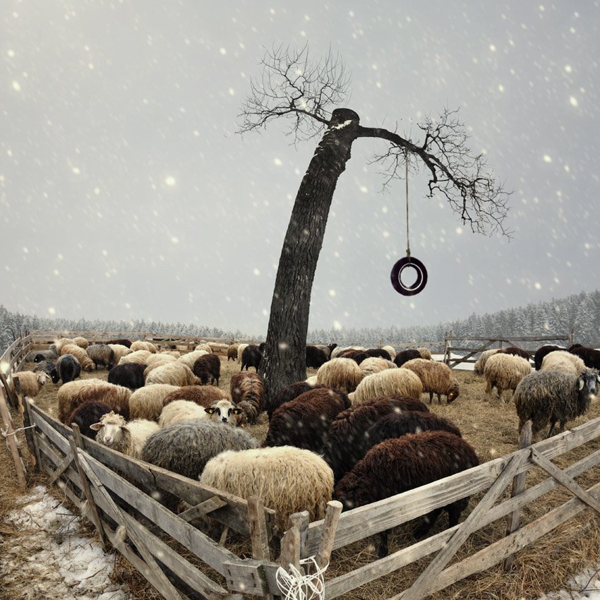 sheep, tree, rubber, tire, winter, snow, Caras Ionut