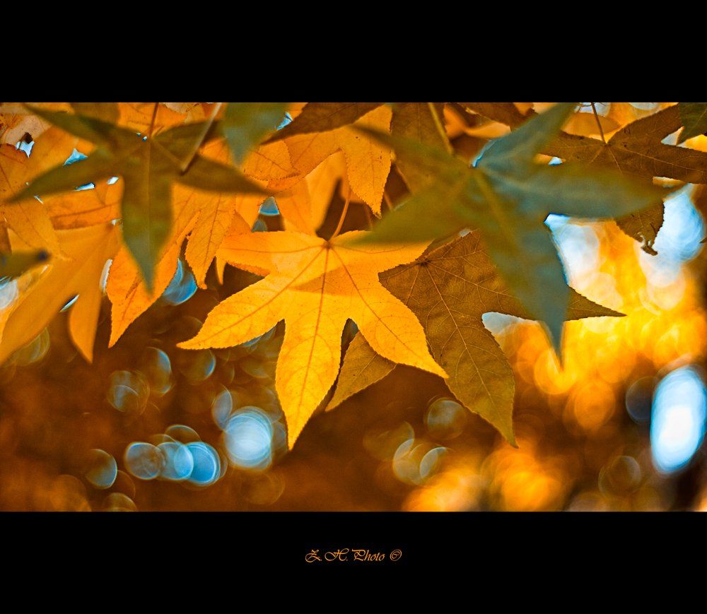 leaves, golden, bokeh, autumn, Zdravko
