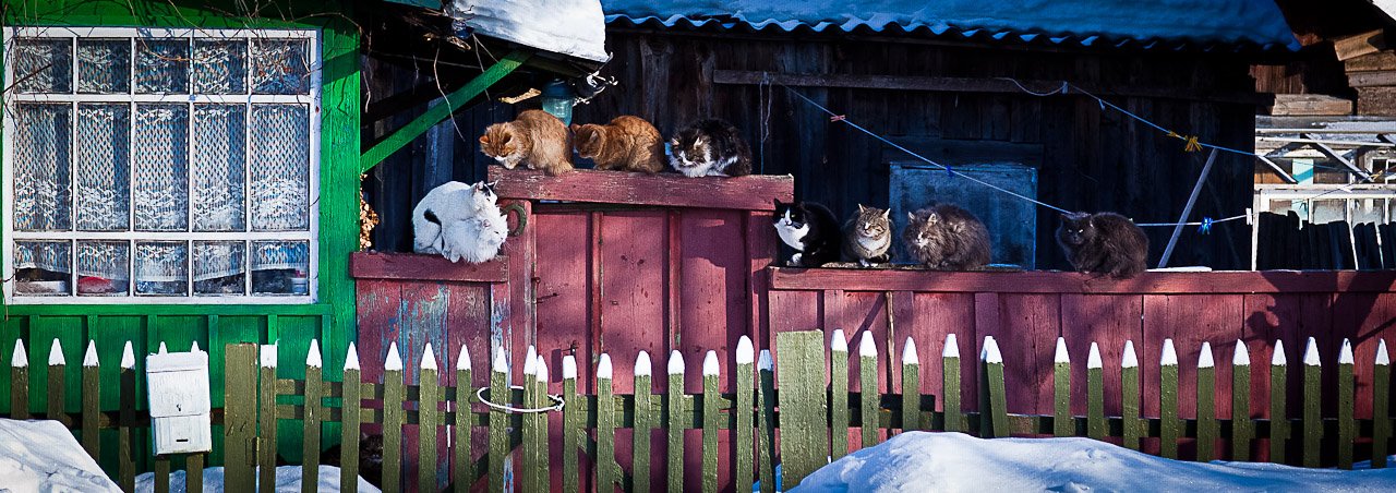 март, коты, кошка, Serge Kovchenkov