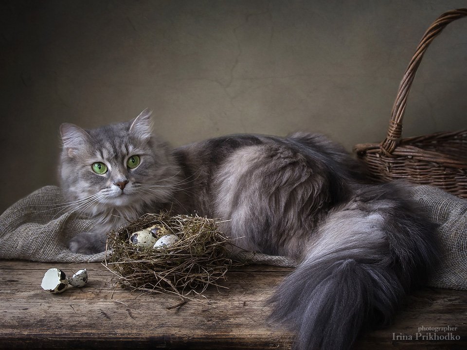 домашние животные, художественное фото, кошка Масяня, птичье гнездо, перепелиные яйца, Ирина Приходько