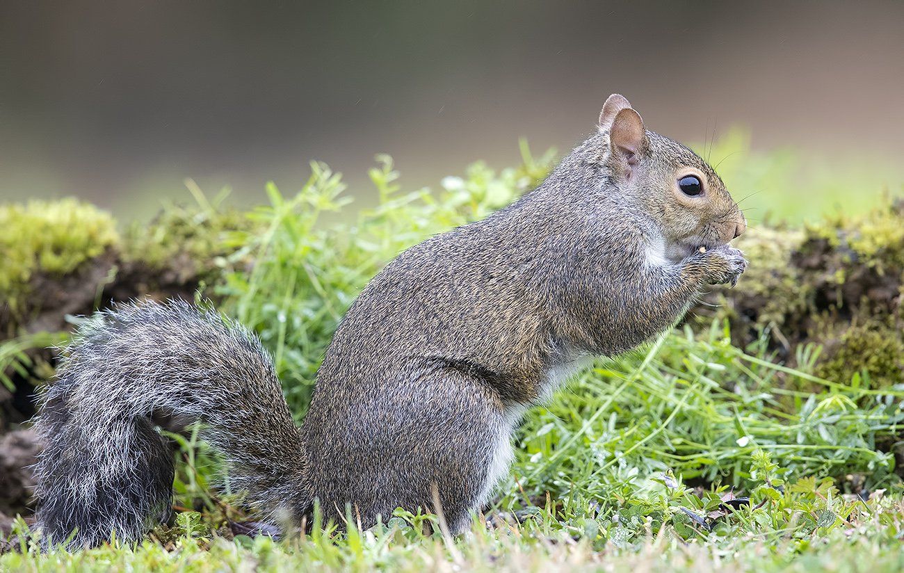 белка, squirrel, gray squirrel, каролинская белка. животные, animals,  дикие животные, Elizabeth Etkind