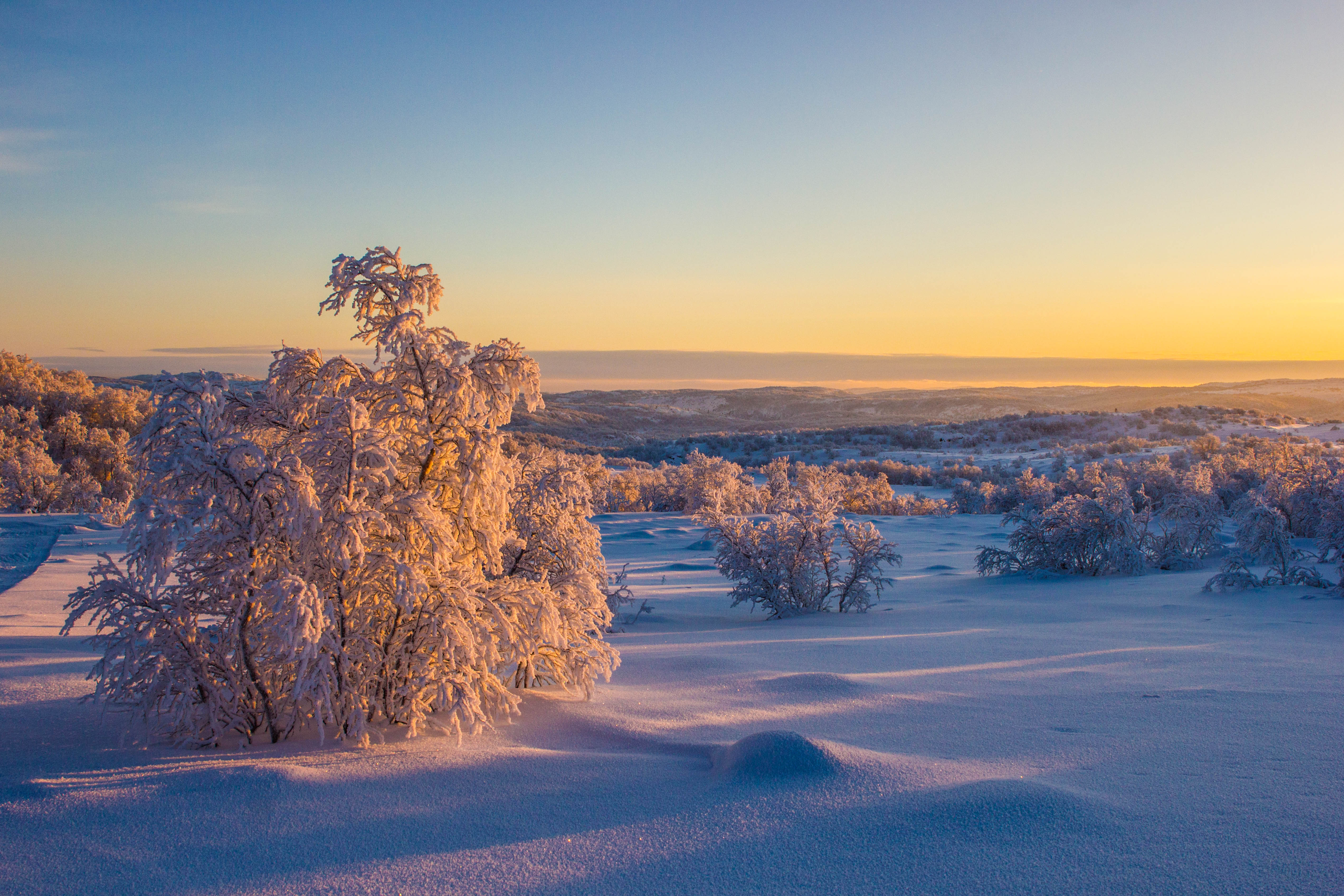мороз, солнце, деревья, иней, снег, зима, пейзаж, тропа, Алёна Салтыкова