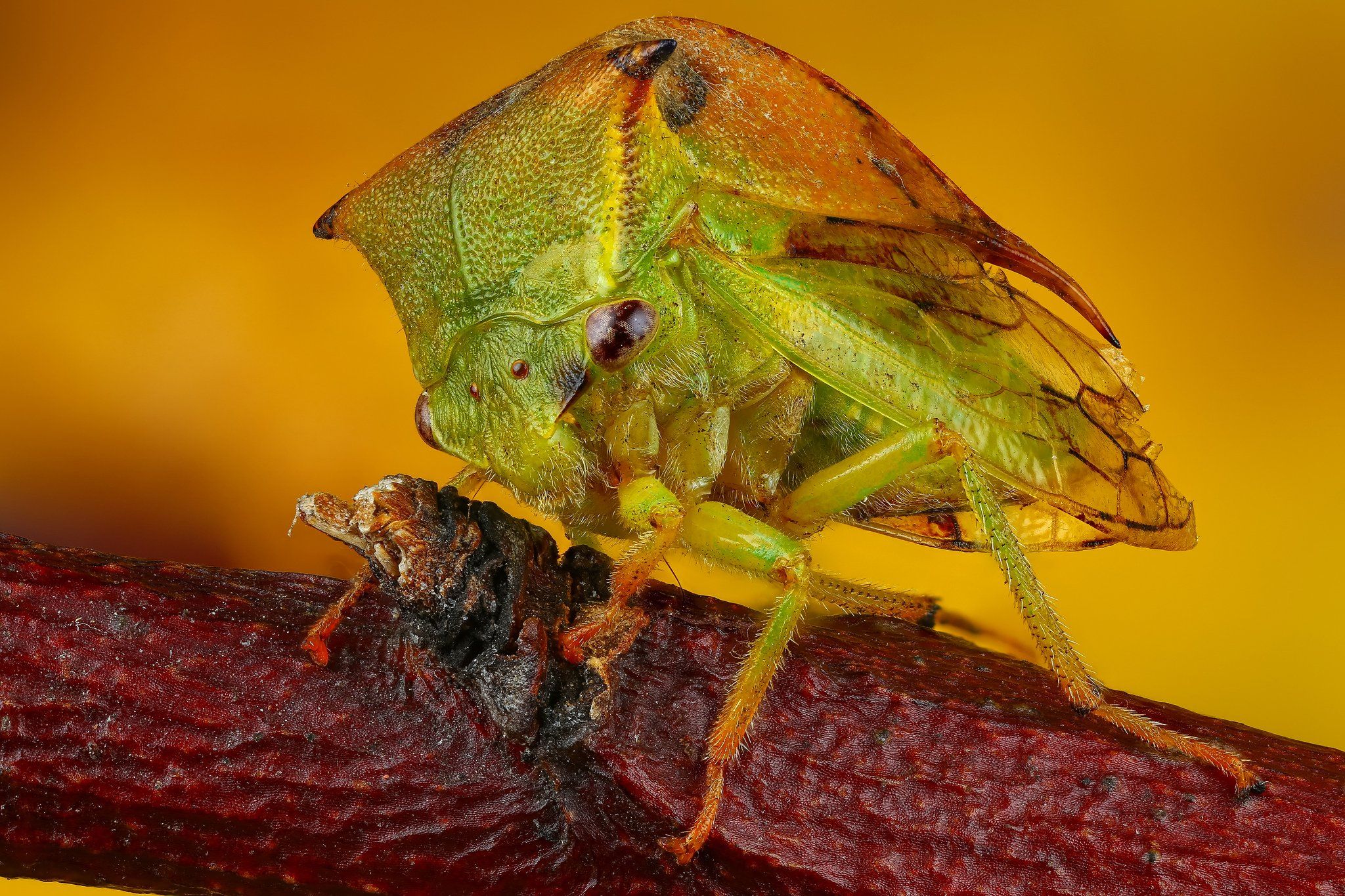 муха макрофото желтый насекомое, Андрей Шаповалов