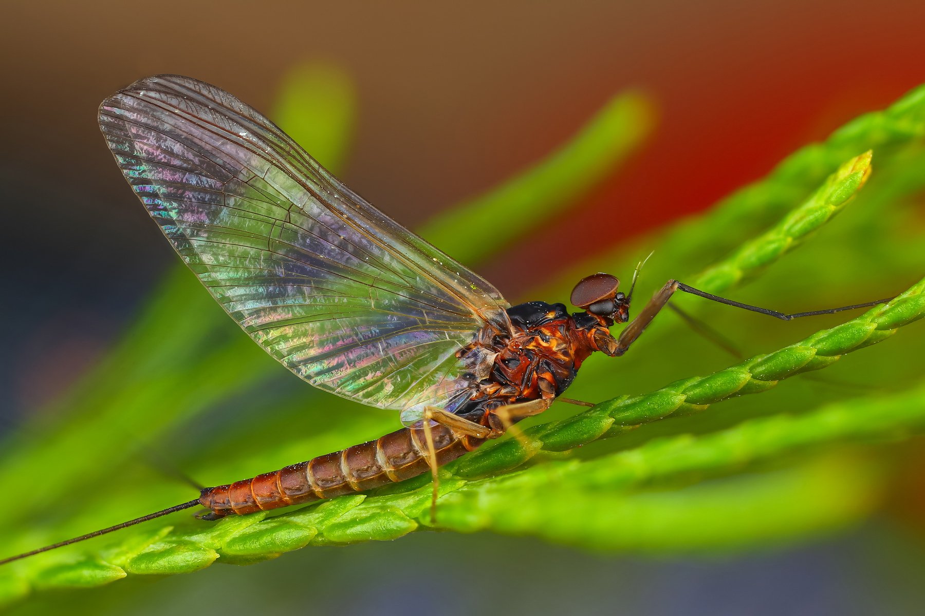 макро поденка насекомое животное зеленый красный, Андрей Шаповалов