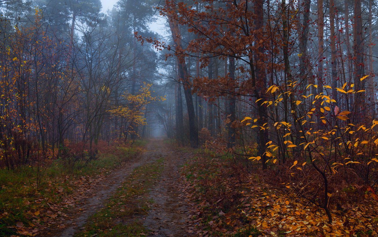 лес, осень, ноябрь, туман, тропа, Галанзовская Оксана