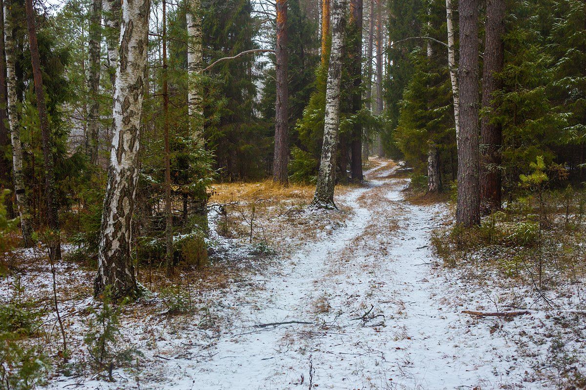 лес дорого снег, Дмитрий Алексеев