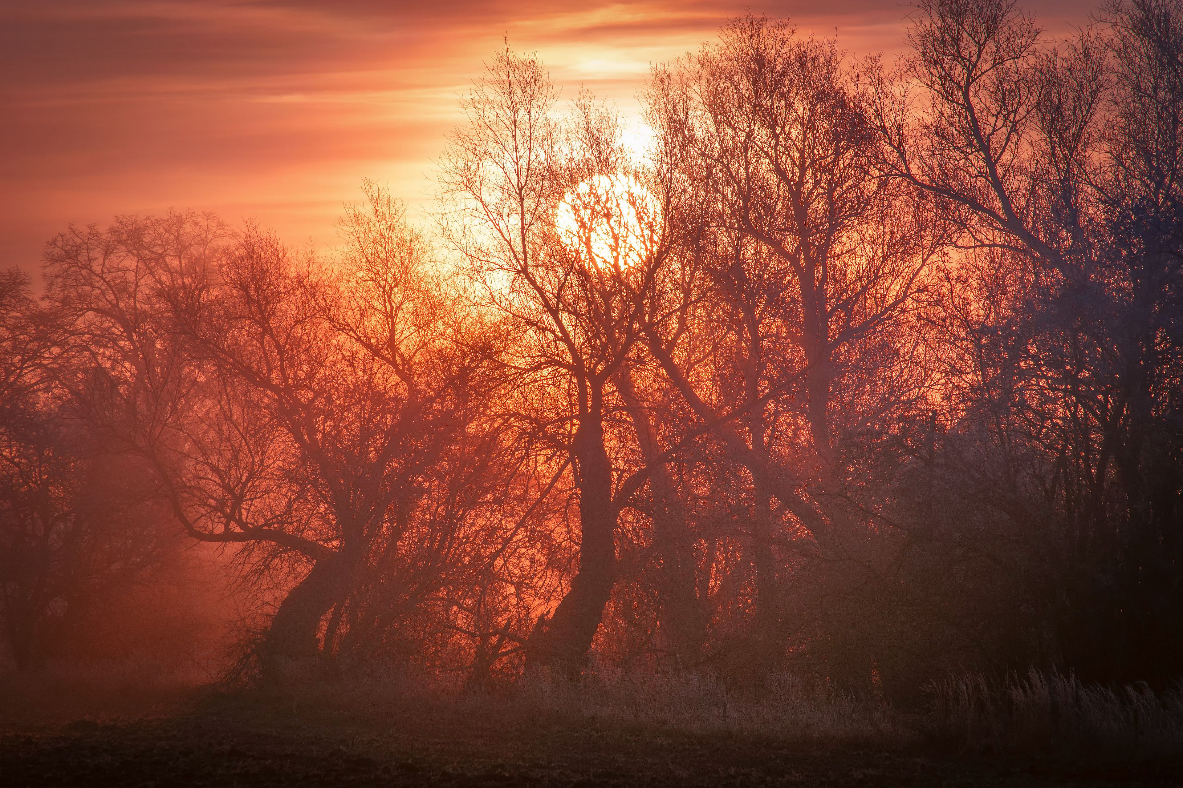 daybreak, sunrise, winter, sky, fog, sun, nature, nikon, clouds, trees, mixt, light, , Krzysztof Tollas