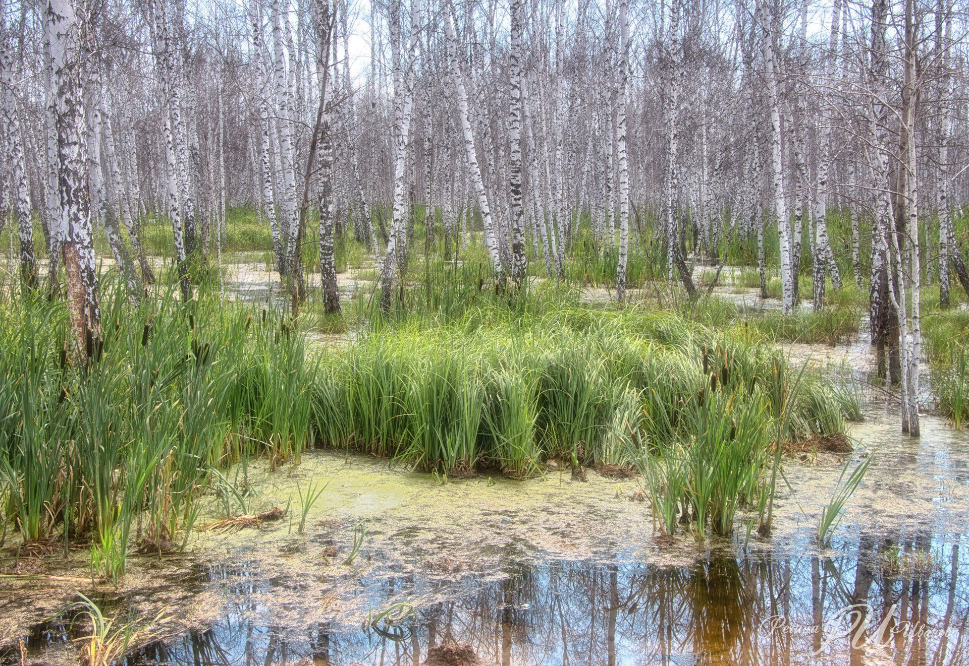 Кочкарные болота
