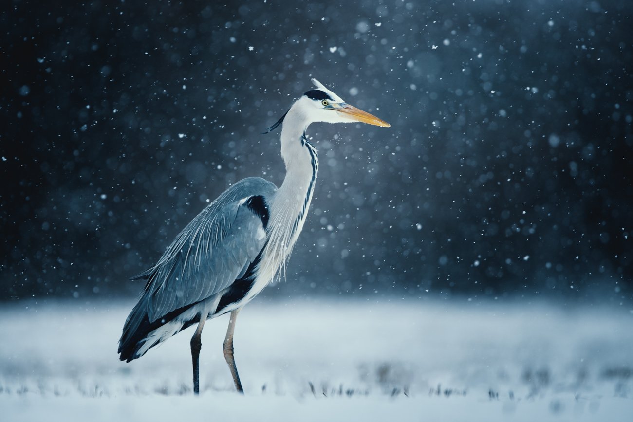 heron, czapla, wildlife, birds, winter, snow, Adam Fichna