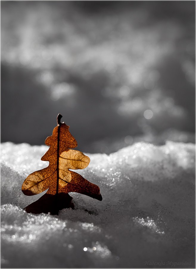 ёлочка, новый, год, зима, снег, лист, дуб, Надежда Муравьёва