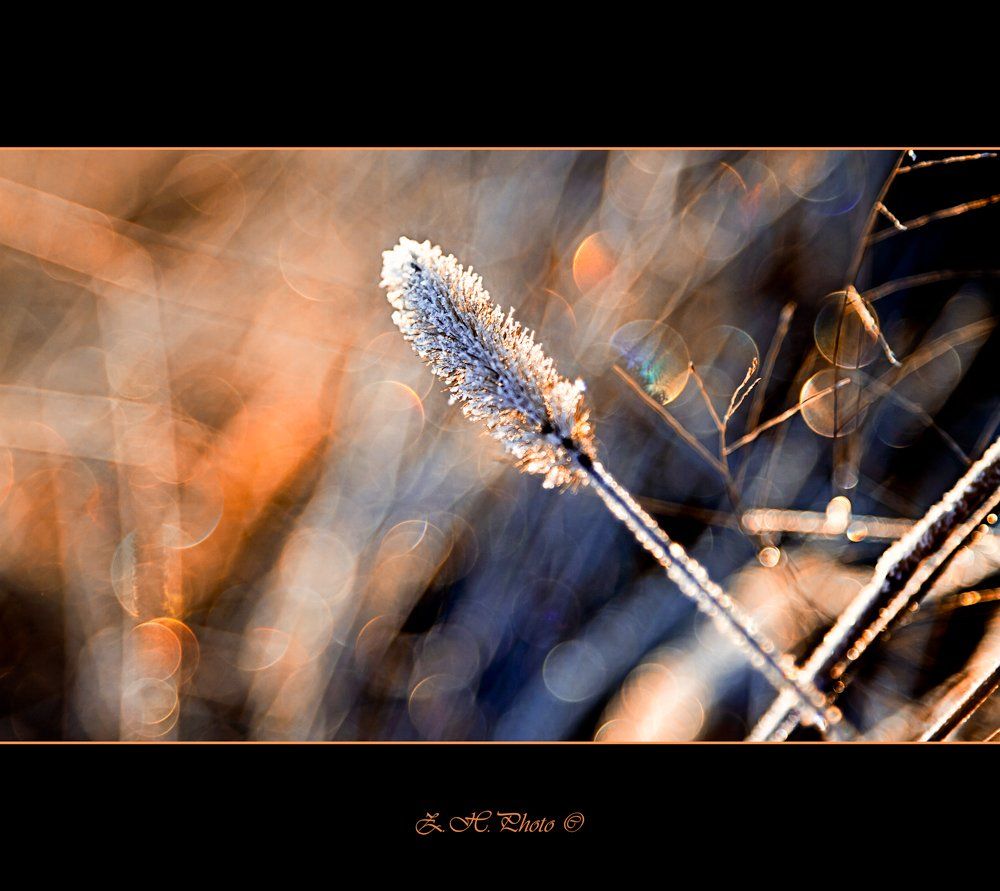 frozen, grass, sunrise, bokeh, Zdravko