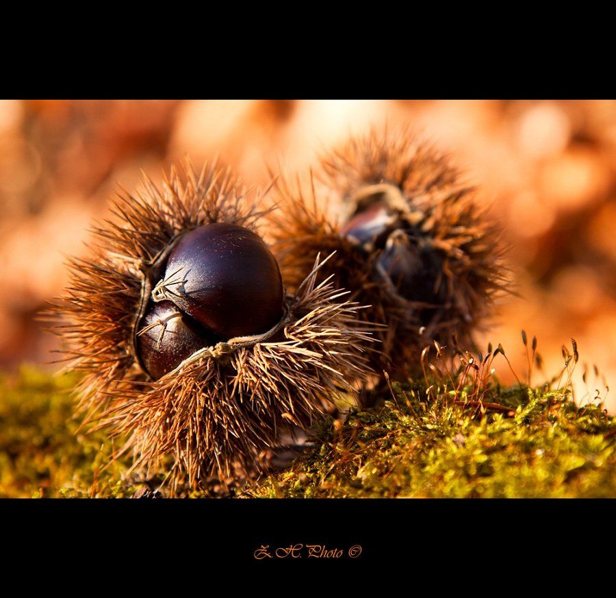 castanea, sativa, chestnut, bokeh, Zdravko