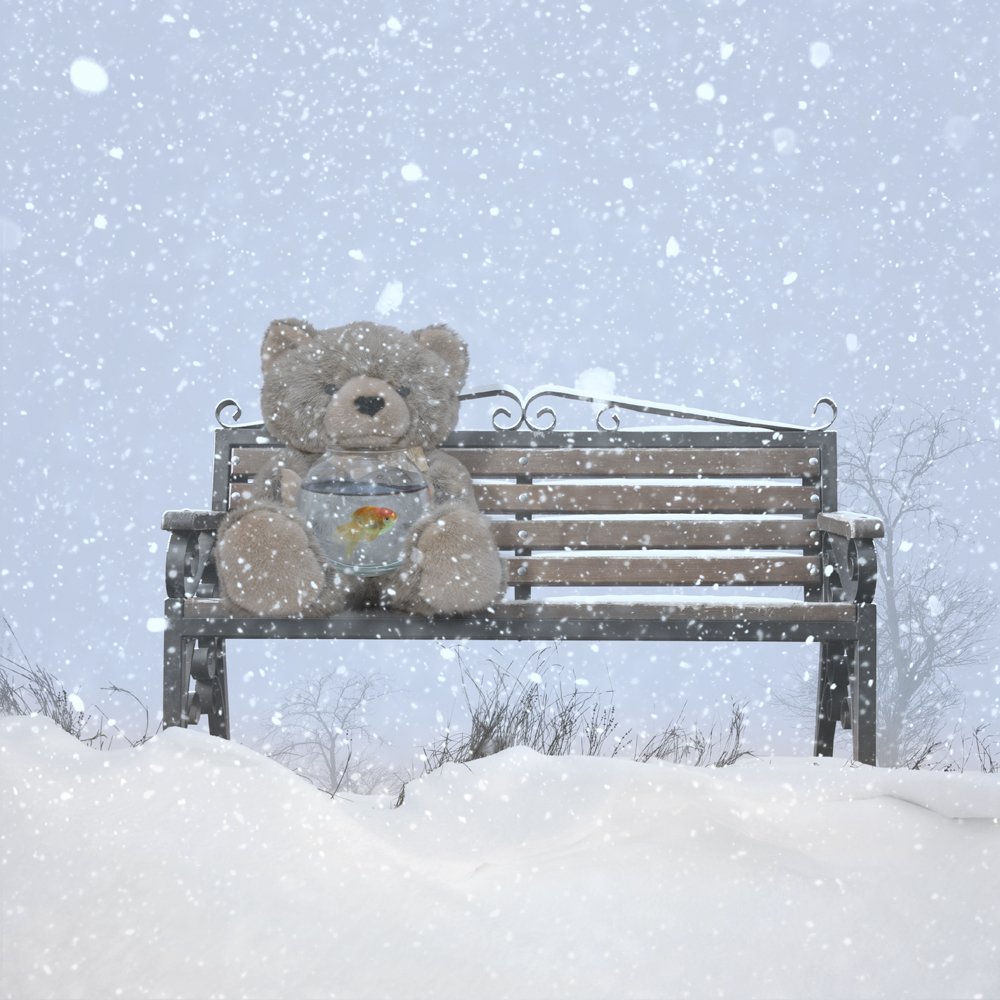 luis, fish, bear, snow, bench, winter, aqua, alone, seating, hope, Caras Ionut