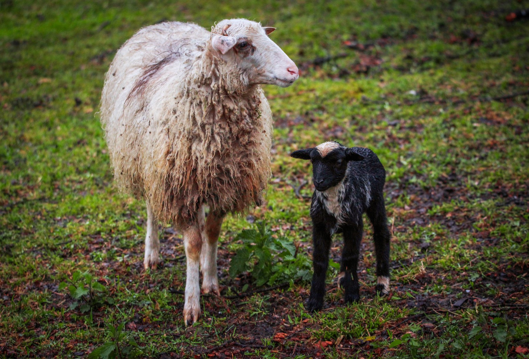 овцы,ягнёнок,домашние животные., Marat Magov