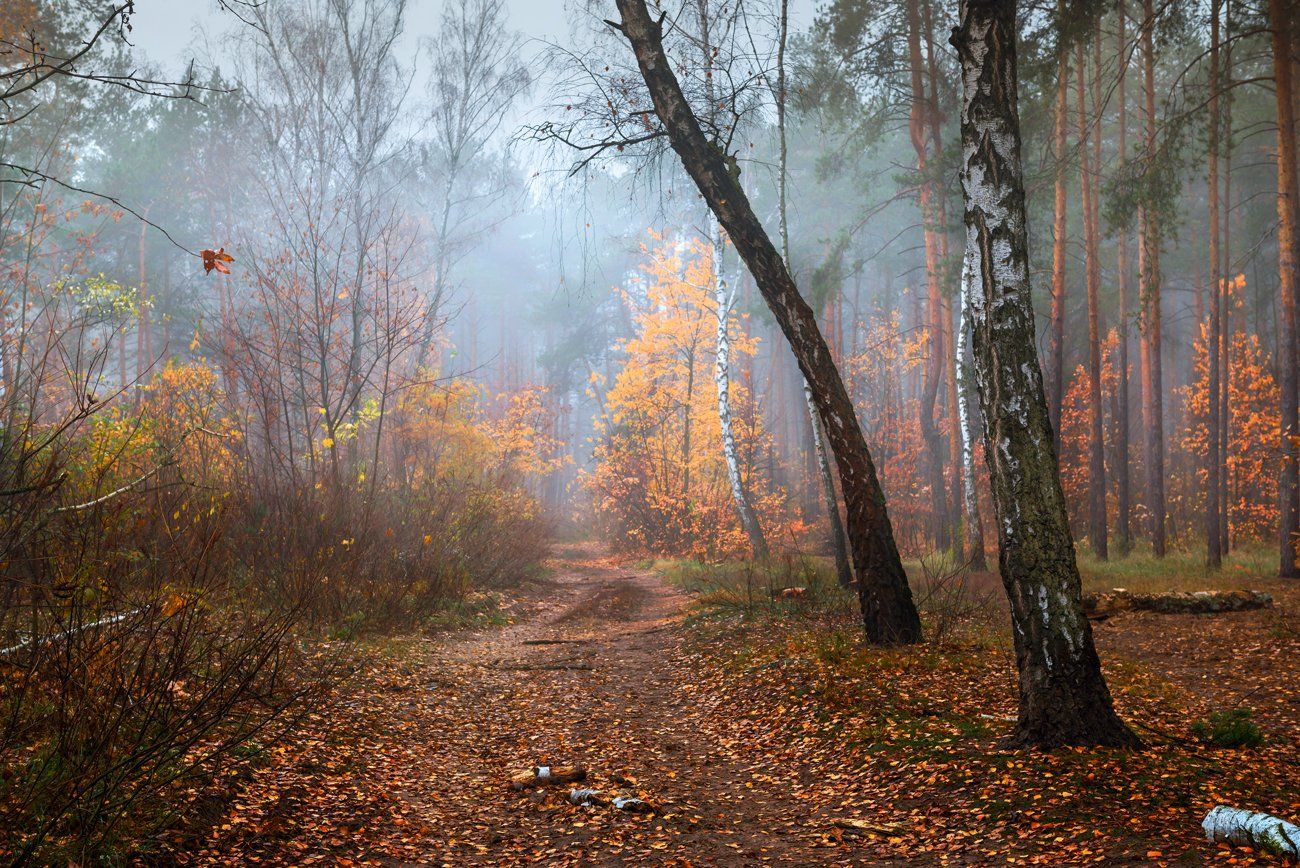 лес, осень, ноябрь, туман, белый, Галанзовская Оксана