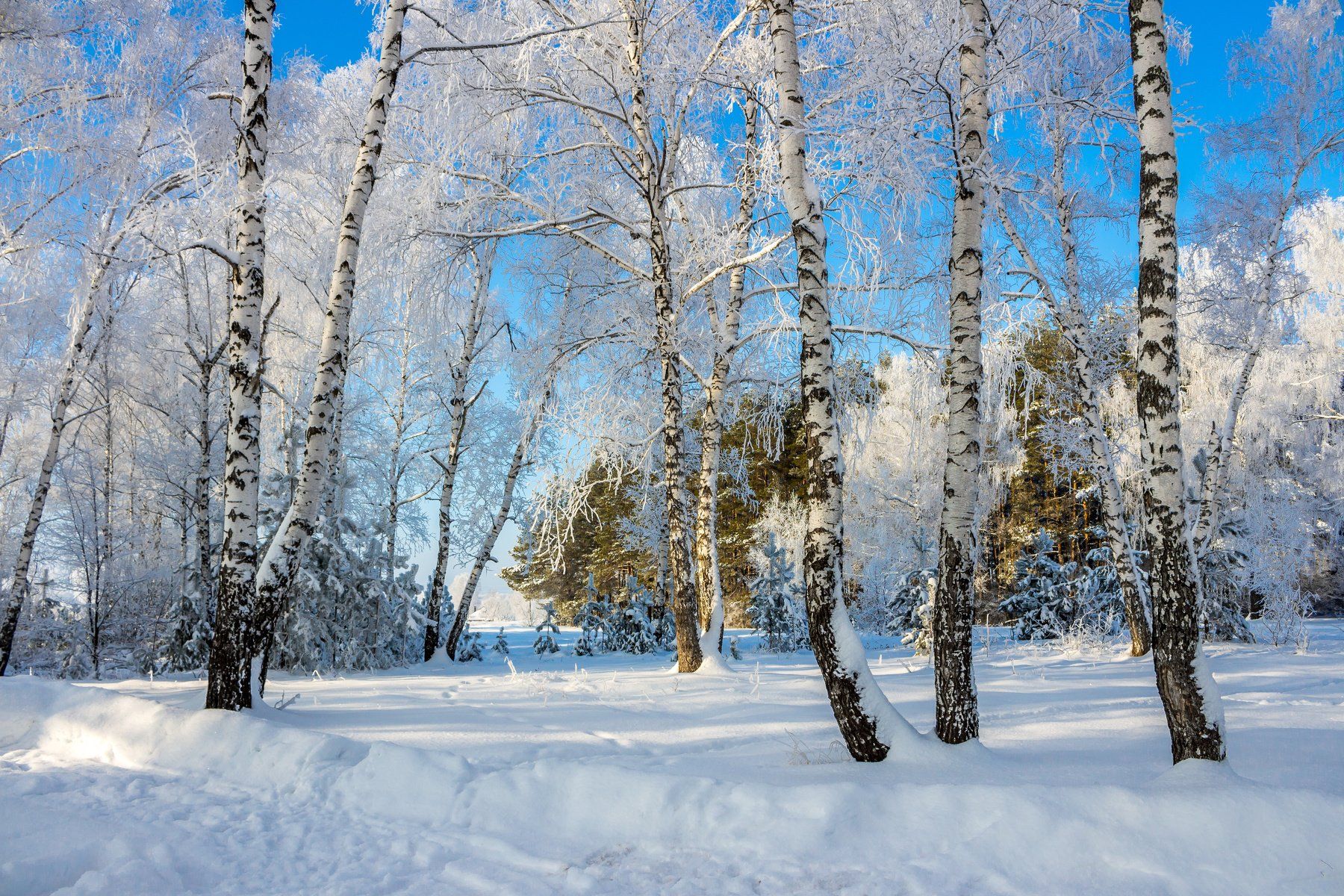 лес, заповедник, мороз, иней, снег, зима, Руслан Востриков