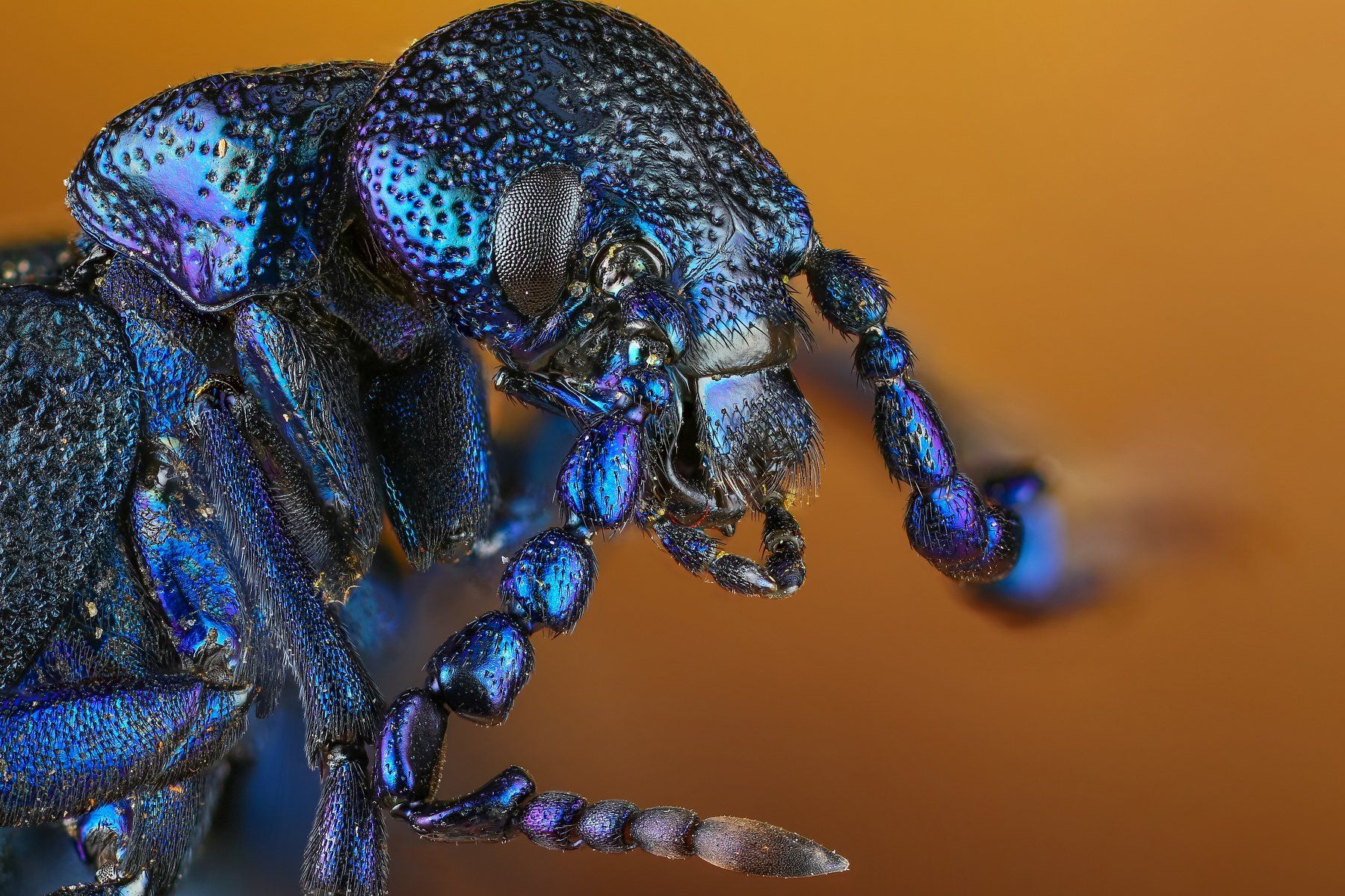 портрет макро жук синий насекомое животное коричневый, Андрей Шаповалов
