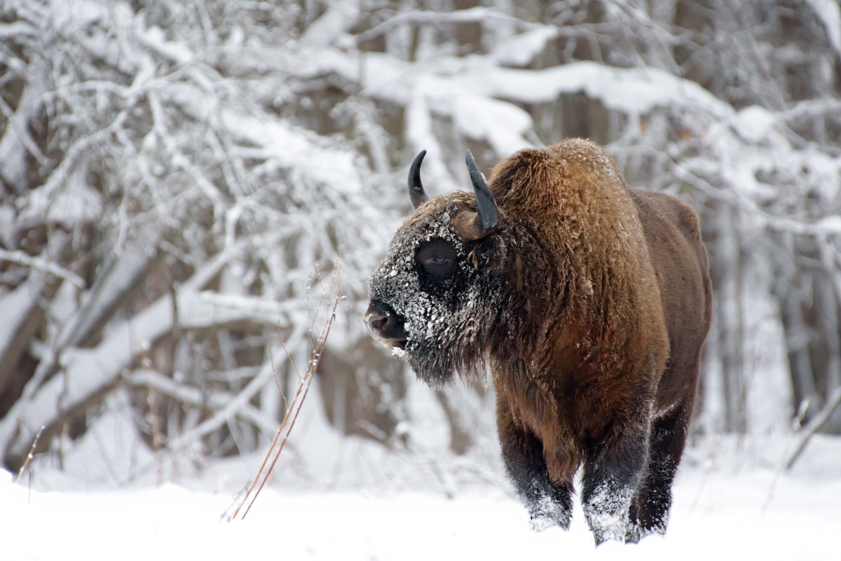 зубр, калужские засеки, зима, дикая природа, nature, european bison, bison, winter, animal, Игорь Зубков
