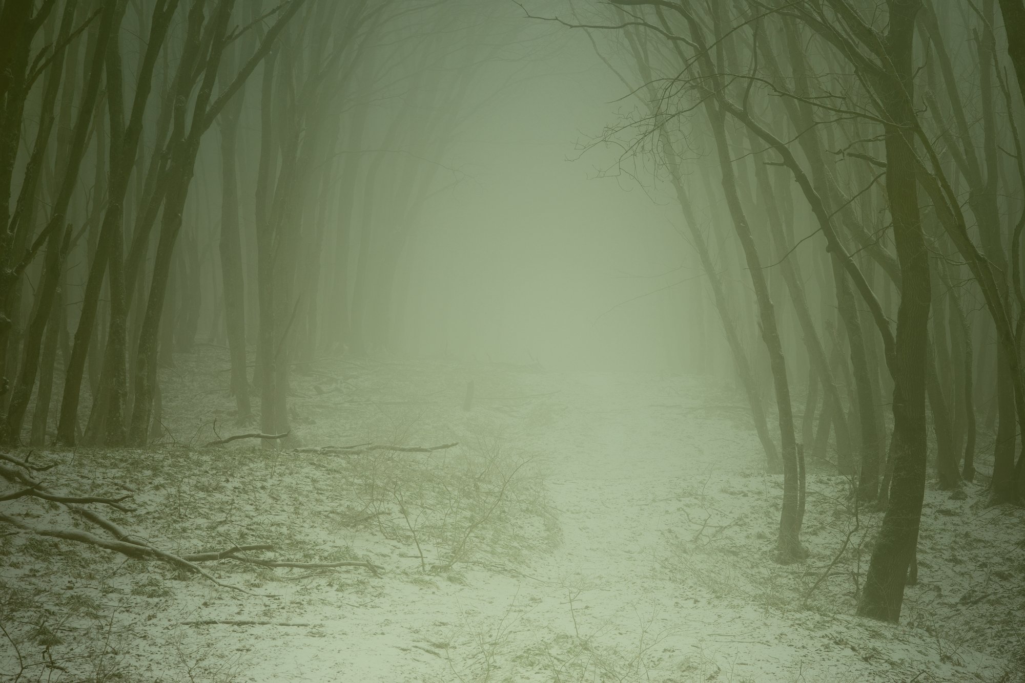 лес туман зима рассвет, Александр Жарников