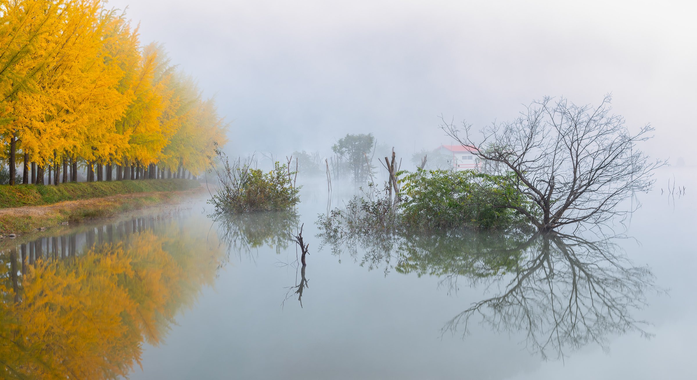 willow tree, reflection, poetic, misty,fog,autumn, Jaeyoun Ryu