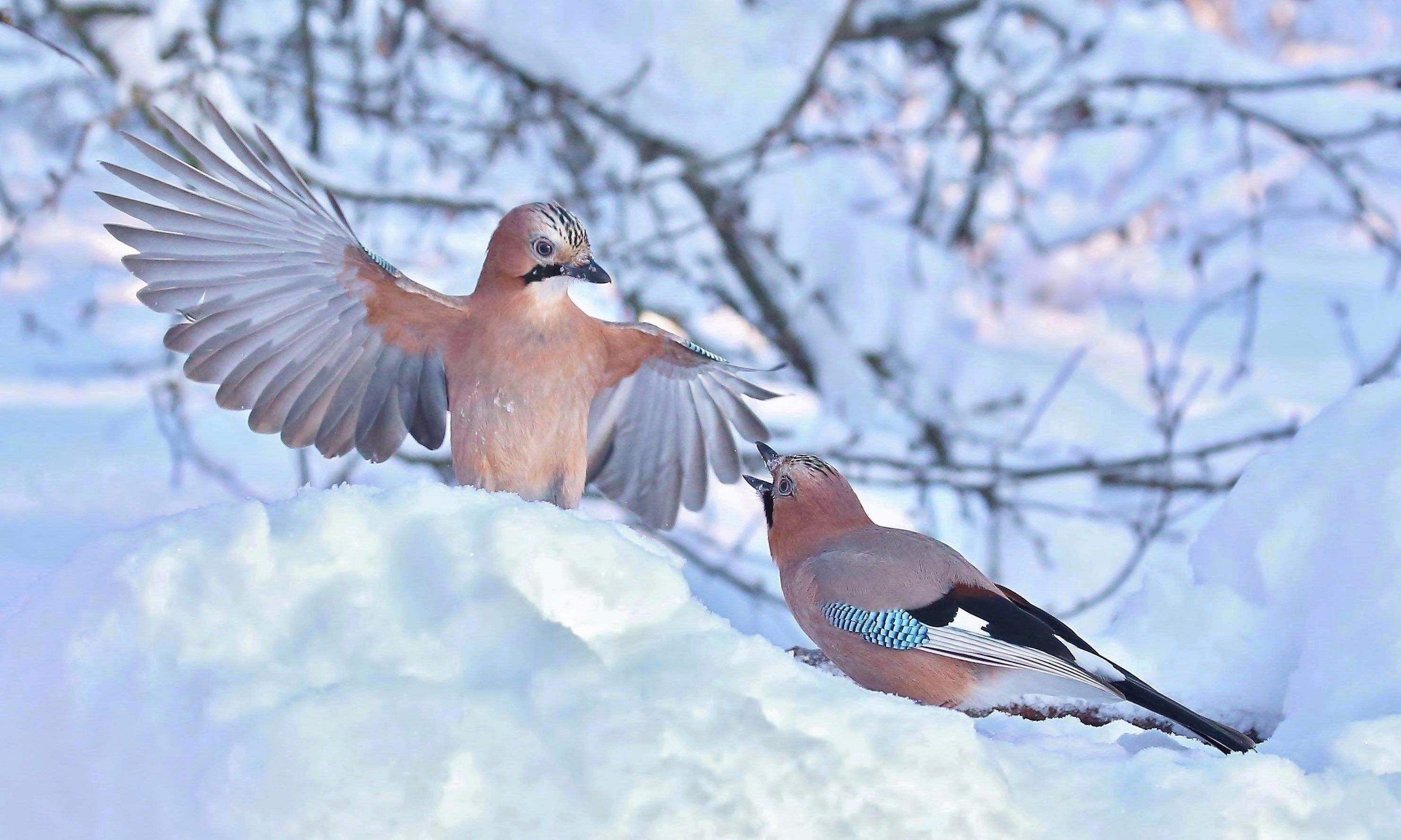 природа , птицы , сойки , зима , встреча, Андрей Головнев