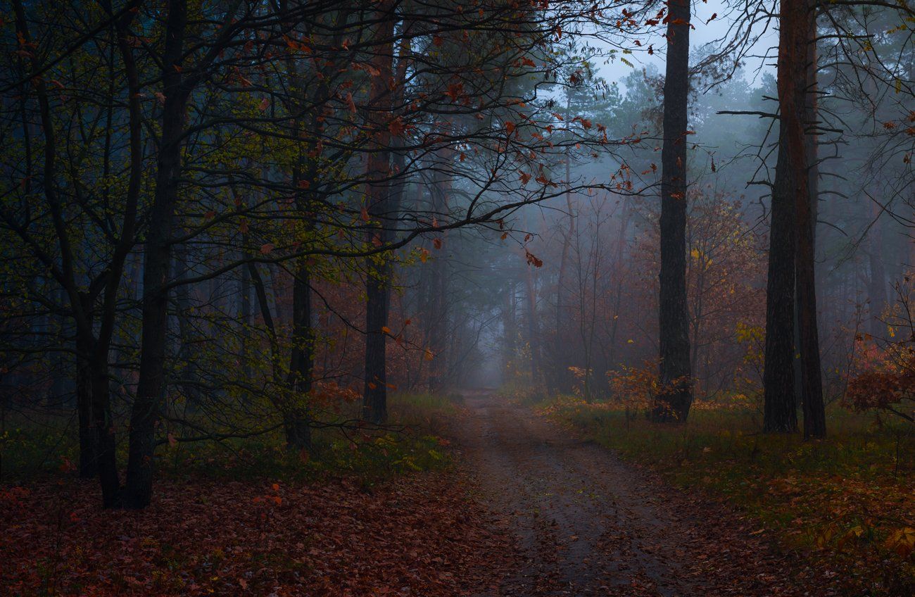лес, осень, ноябрь, туман, сумерки, Галанзовская Оксана