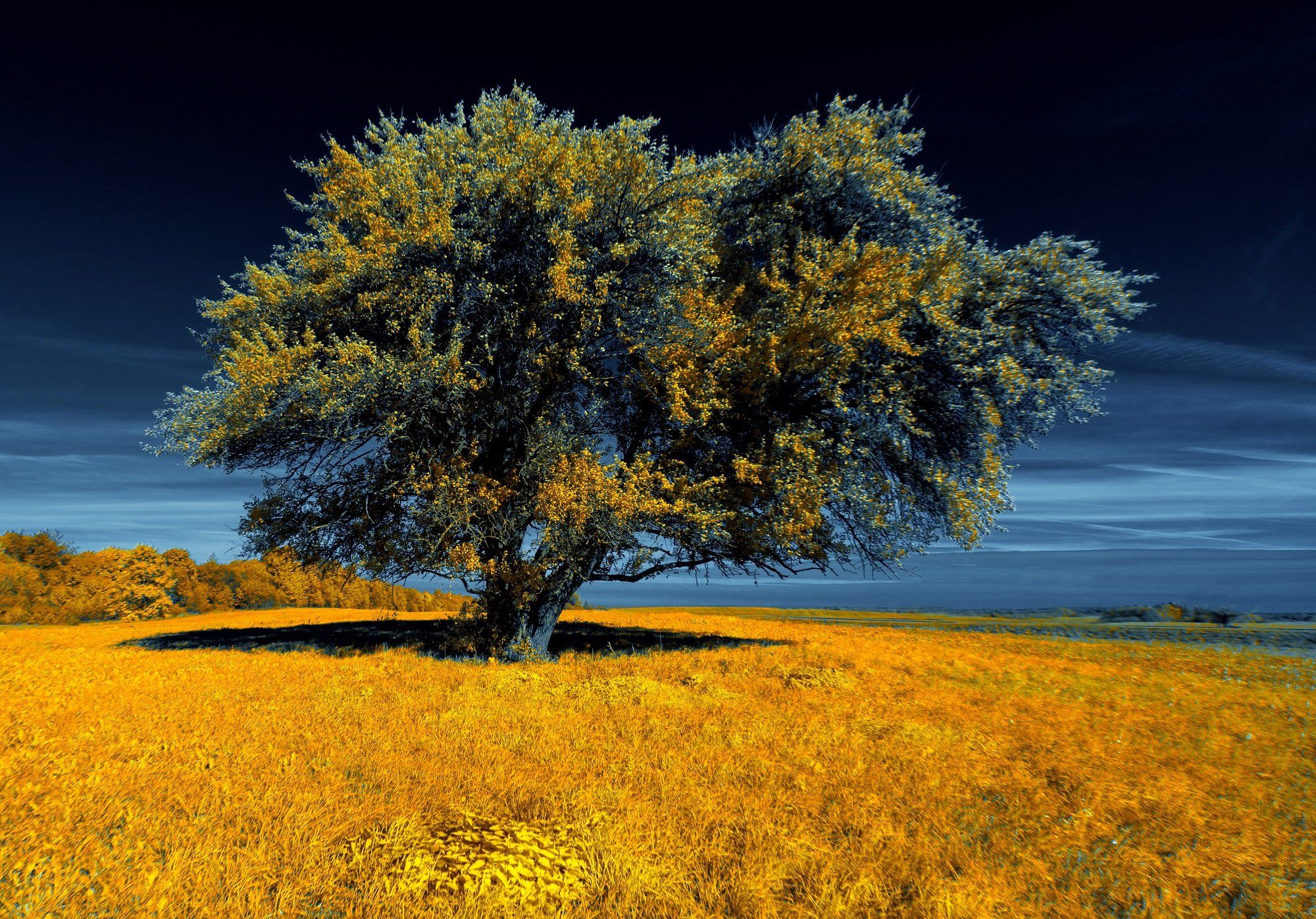 infrared,ик-фото,инфракрасное фото, инфракрасная фотография, пейзаж, осень, беларусь, Sixten ( Сергей )