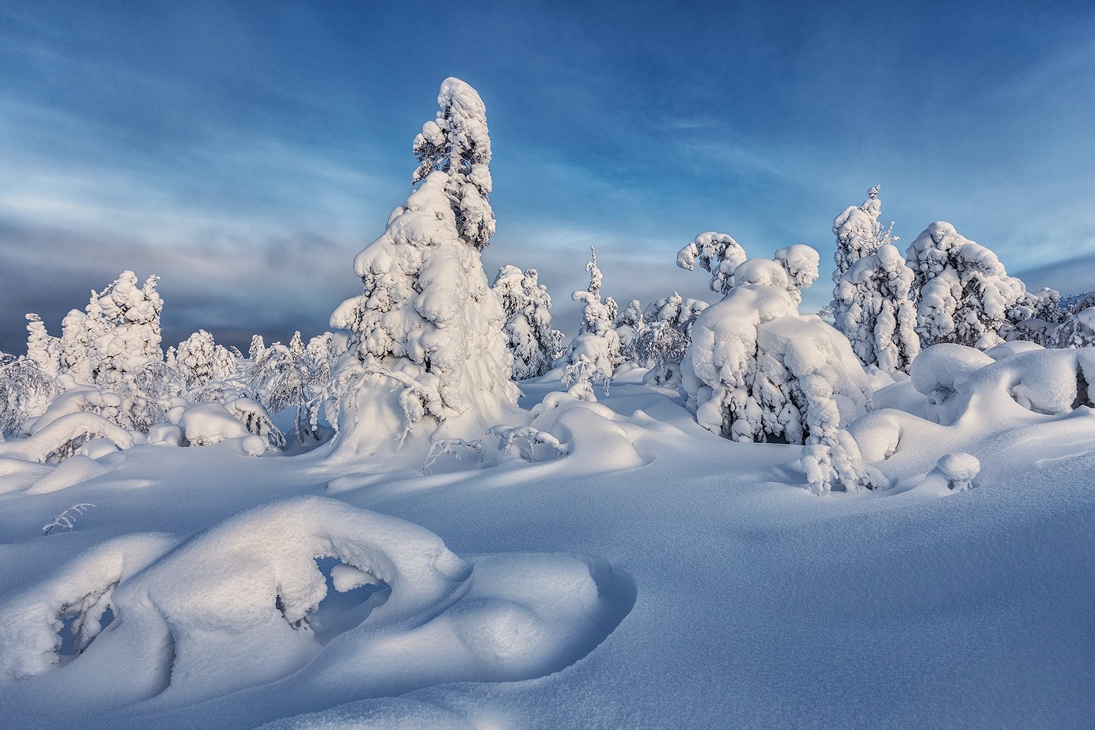 снег, горы, ели, кандалакша., Владимир Липецких