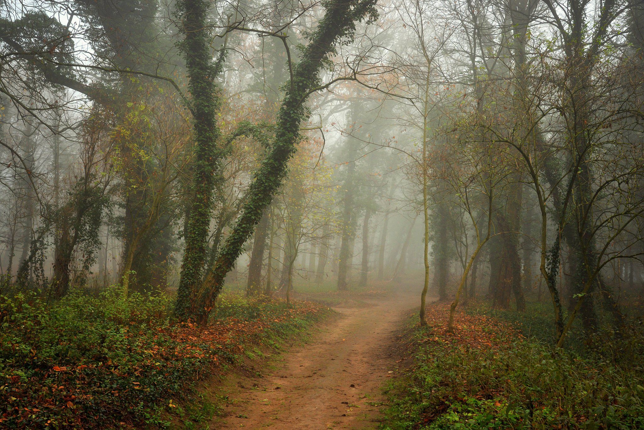 волшебный сад magical garden trees mist foggy road path dranikowski magic autumn fall green, Radoslaw Dranikowski