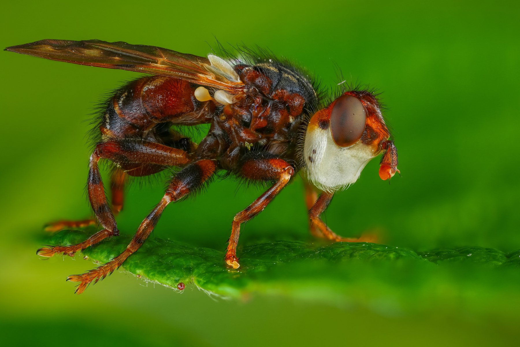 макро муха насекомое животное зеленый , Андрей Шаповалов
