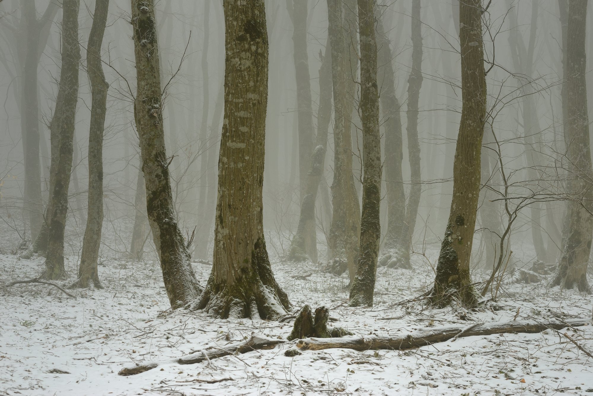 лес туман зима, Александр Жарников