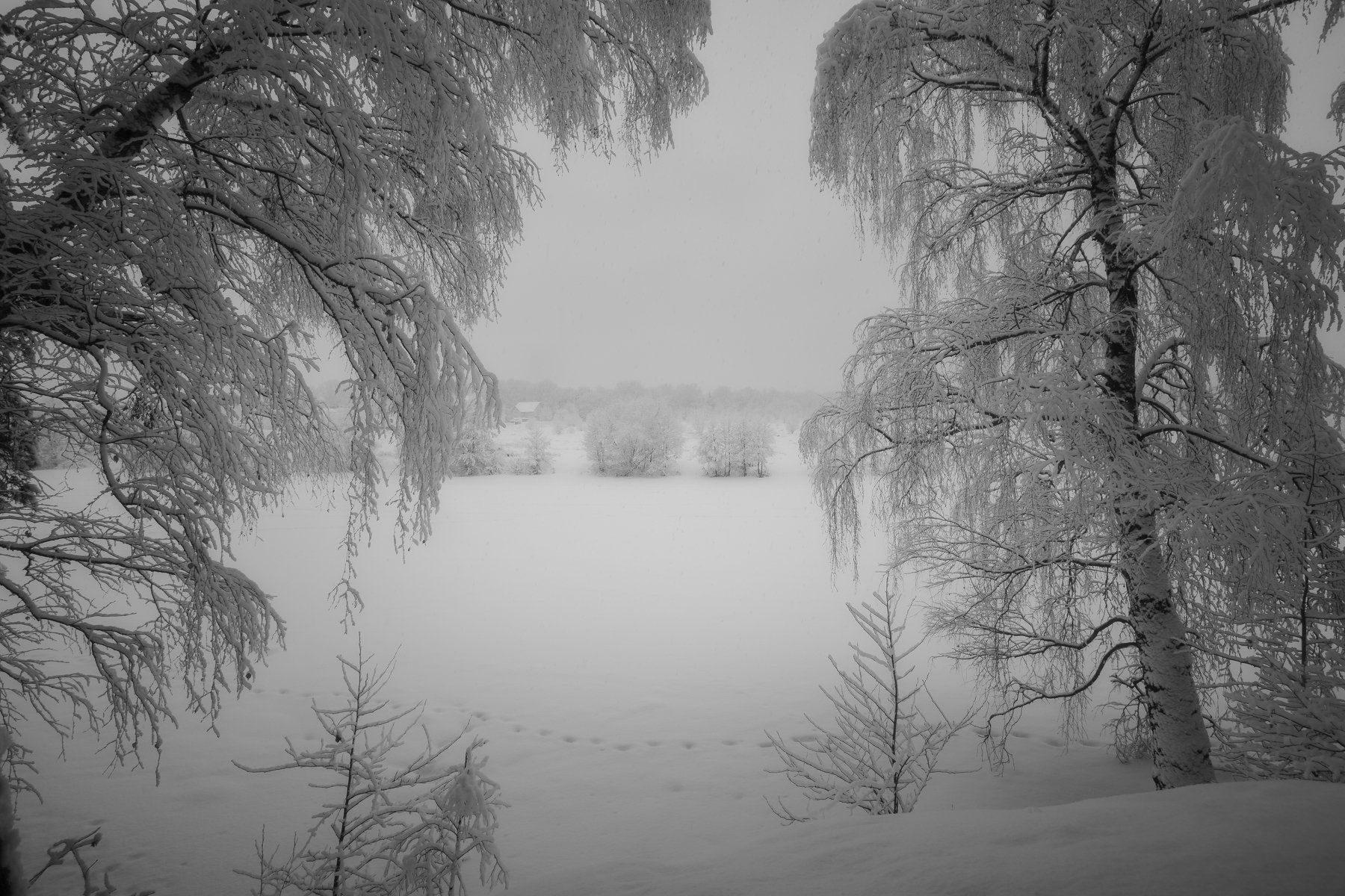 природа, пейзаж, зима, московская область, Мартыненко Дмитрий