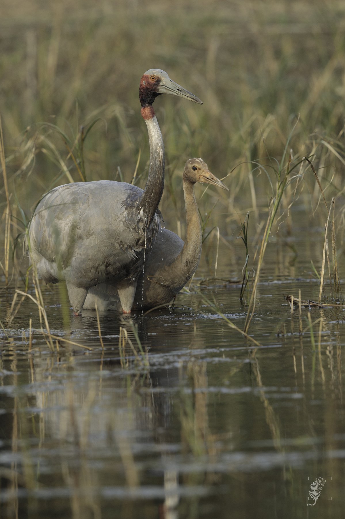 Birds, Avian, India, Canon, Abhijit D