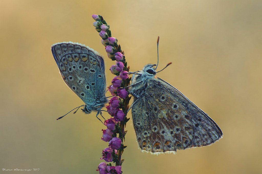 macro nature butterfly, Ryszard Lal