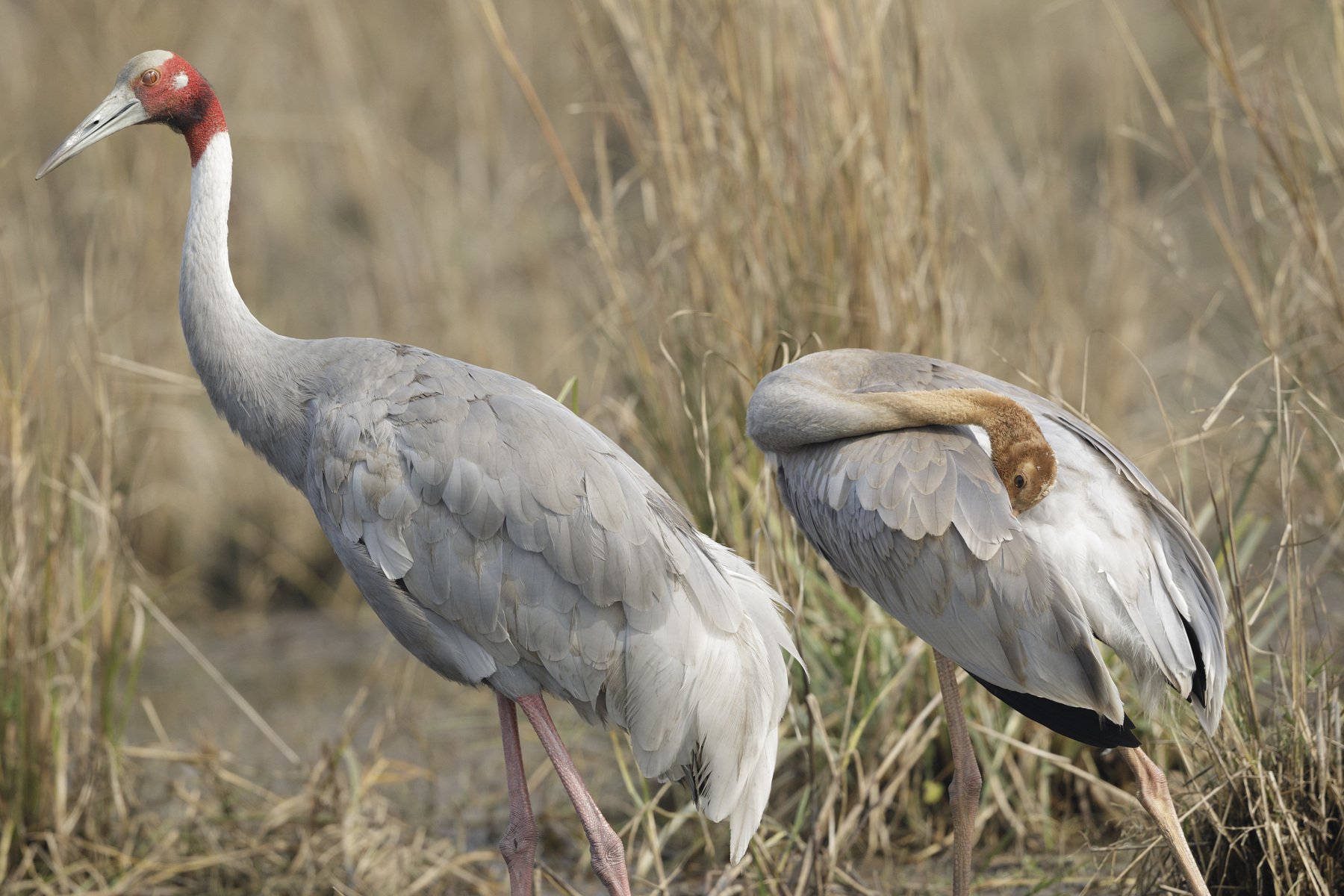 India, Birds, Avian, Canon, India, Wildlife, Abhijit D