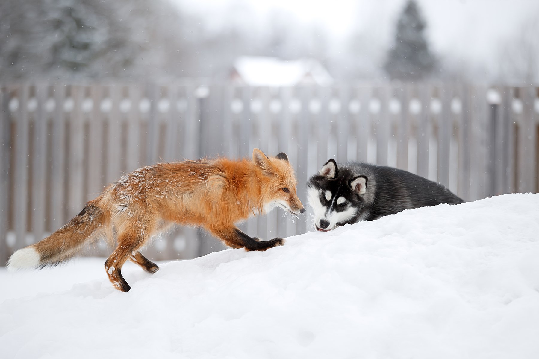 Найти волка и лису. Волк и лиса. Лиса зимой. Лисы и волки. Волк и лиса зимой.