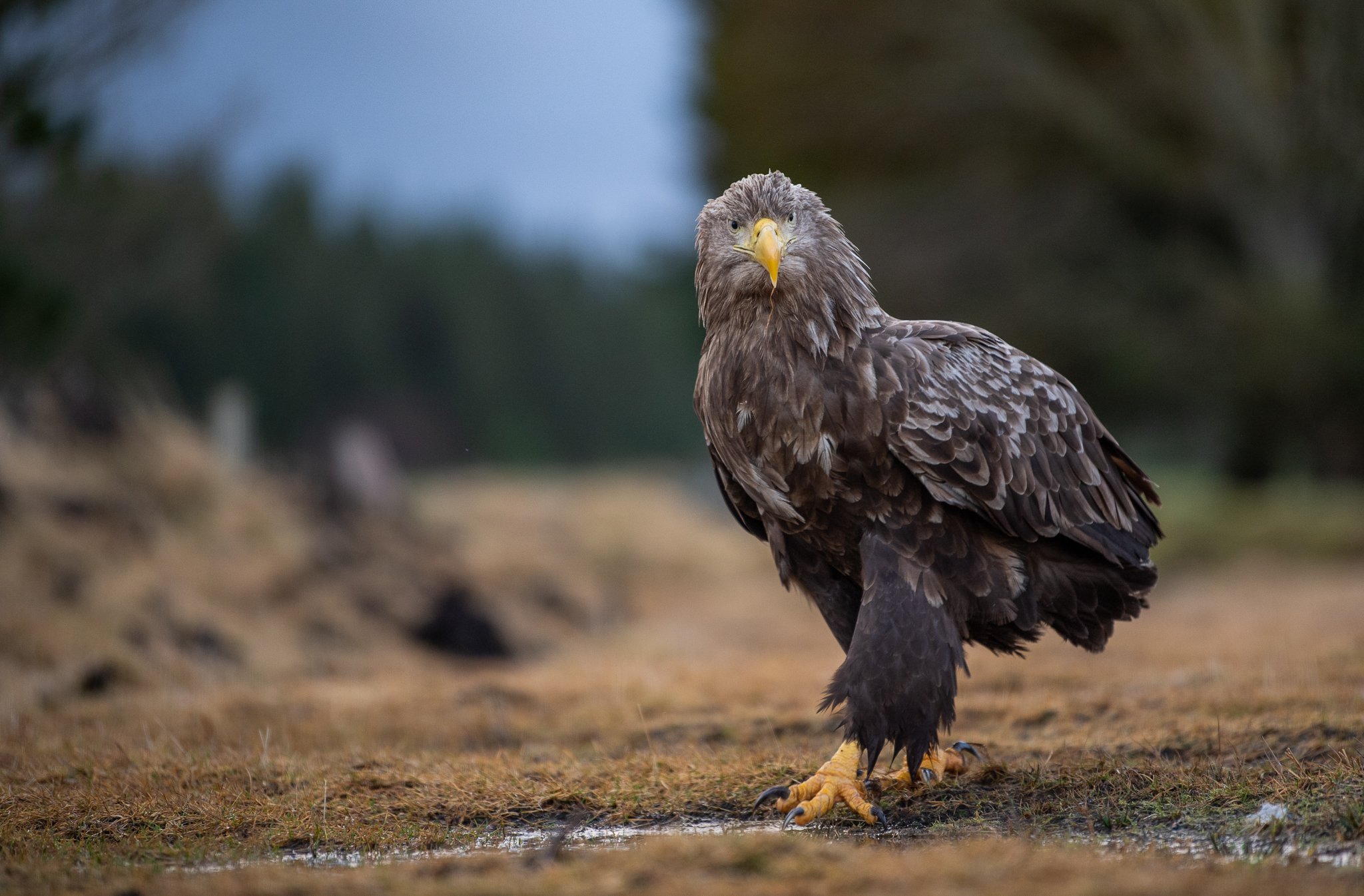 Eagle, whitetaledeagle, bird, Arnfinn Malmedal