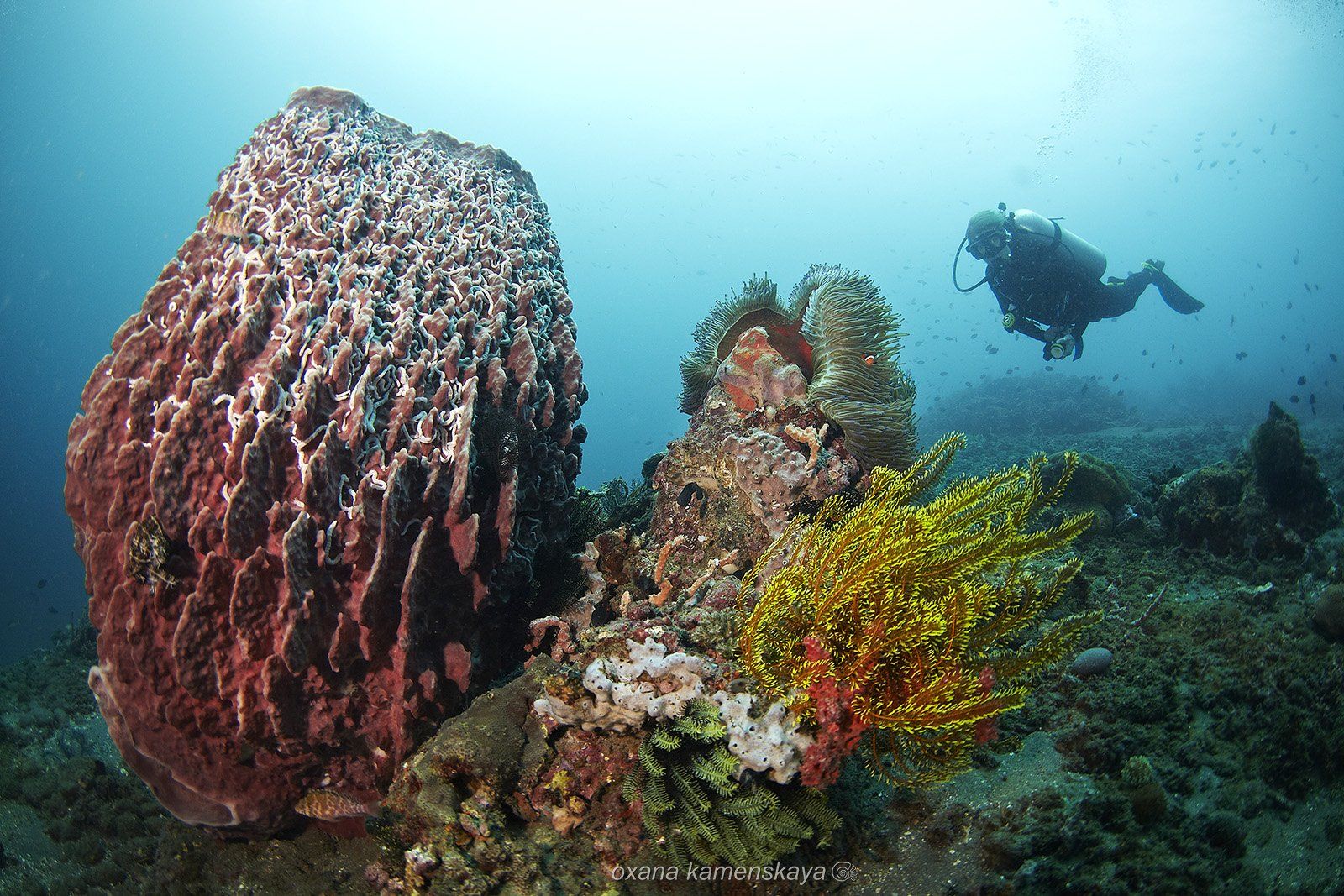 underwater sponge coral anemone diver blue, Оксана Каменская