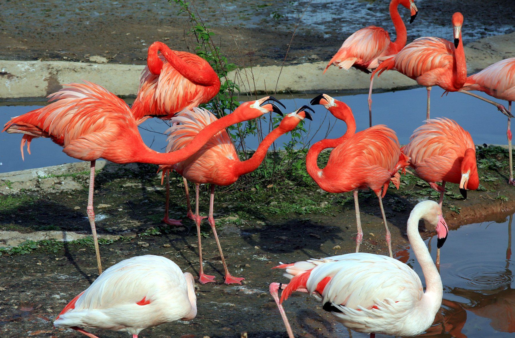 фламинго,птицы,животные.розовые фламинго.., Marat Magov