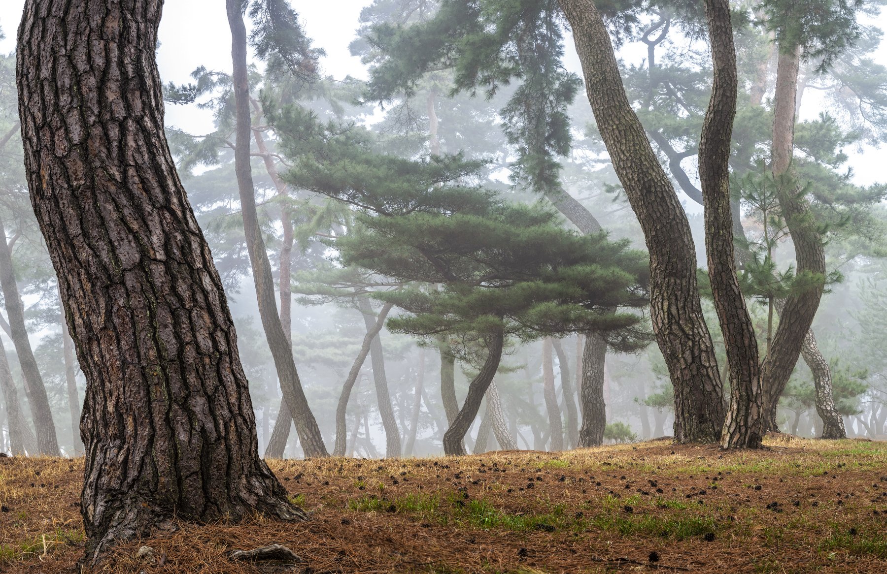 tree trunk, woods, trees, misty, Jaeyoun Ryu