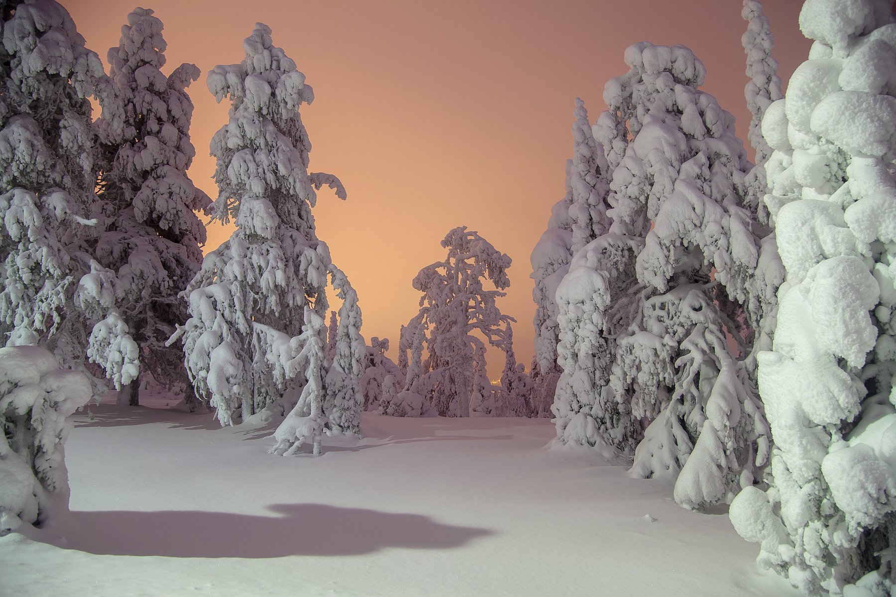 зима, снег, ночь, лес, финляндия, Александр Игнатьев