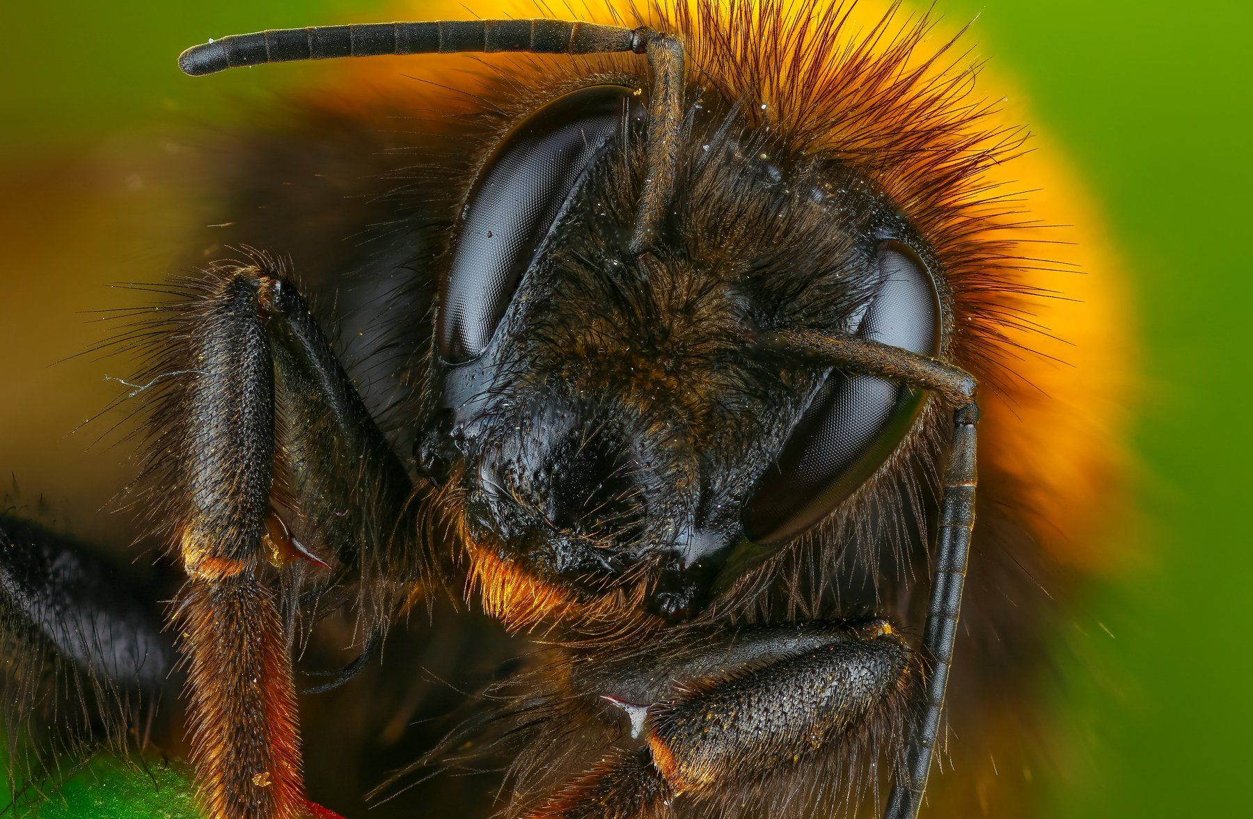 портрет макро шмель насекомое животное зеленый , Андрей Шаповалов