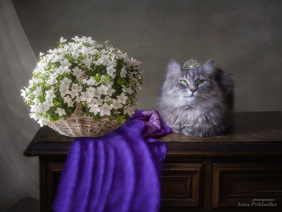 цветочный натюрморт, домашние животные, кошка Масяня, кампанула, праздничный букет, Ирина Приходько