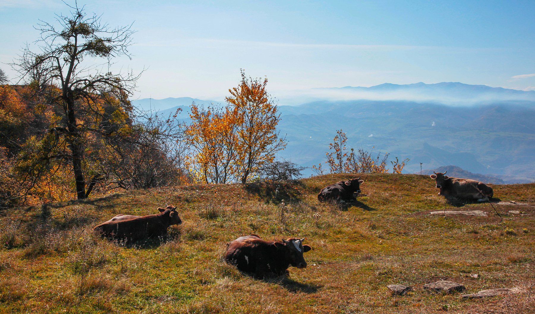 горы,осень,коровы,природа,дагестан., Marat Magov
