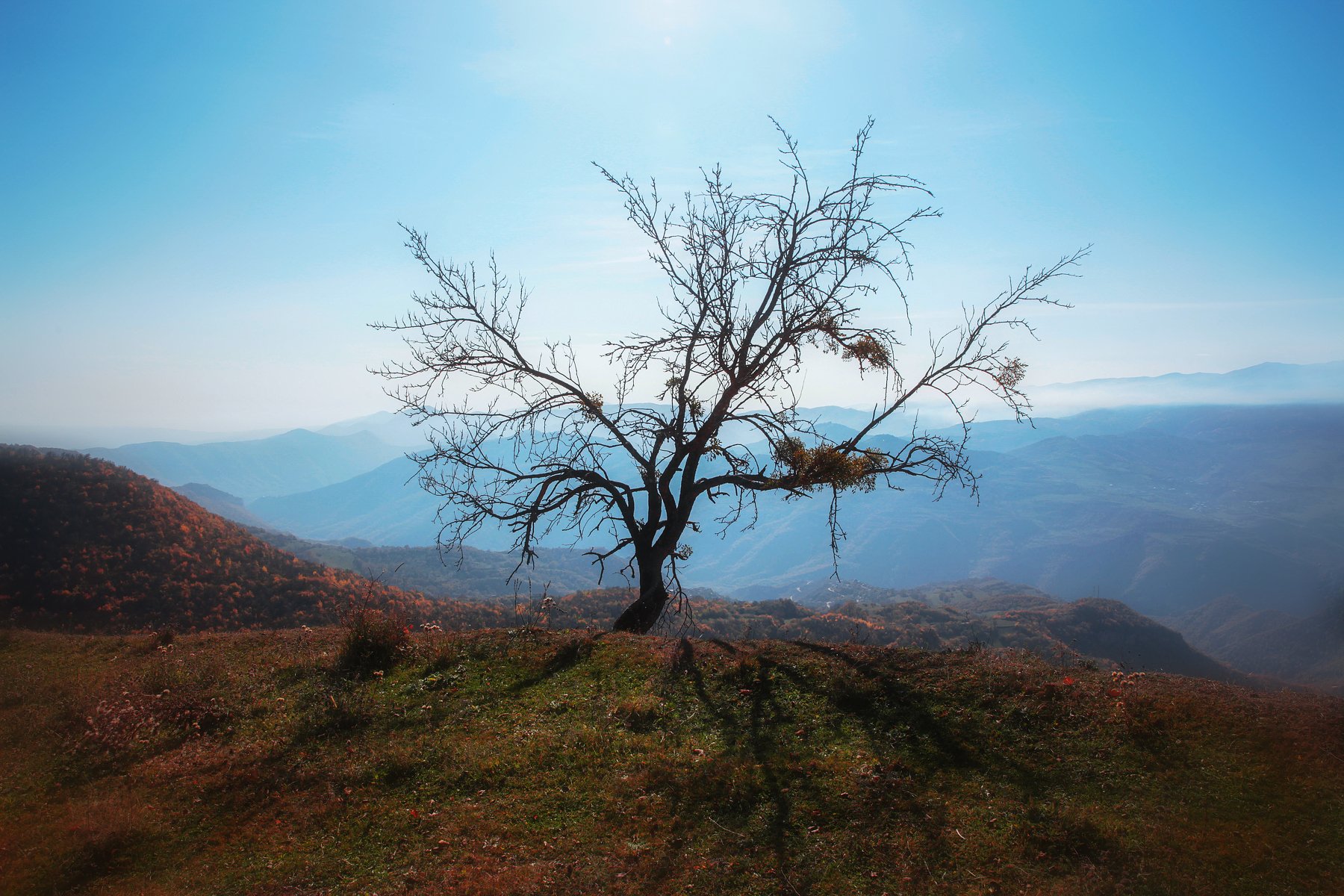 горы,дерево,осень,природа,дагестан., Marat Magov