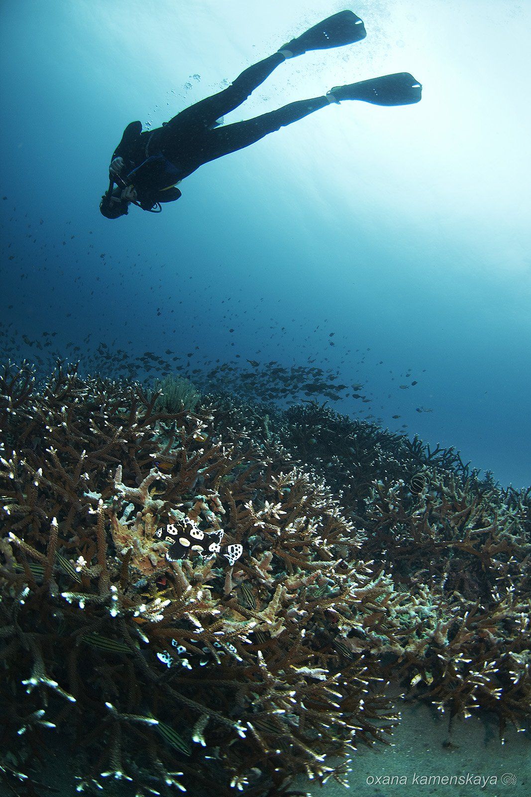 underwater  coral Harlequin Sweetlips diver blue, Оксана Каменская