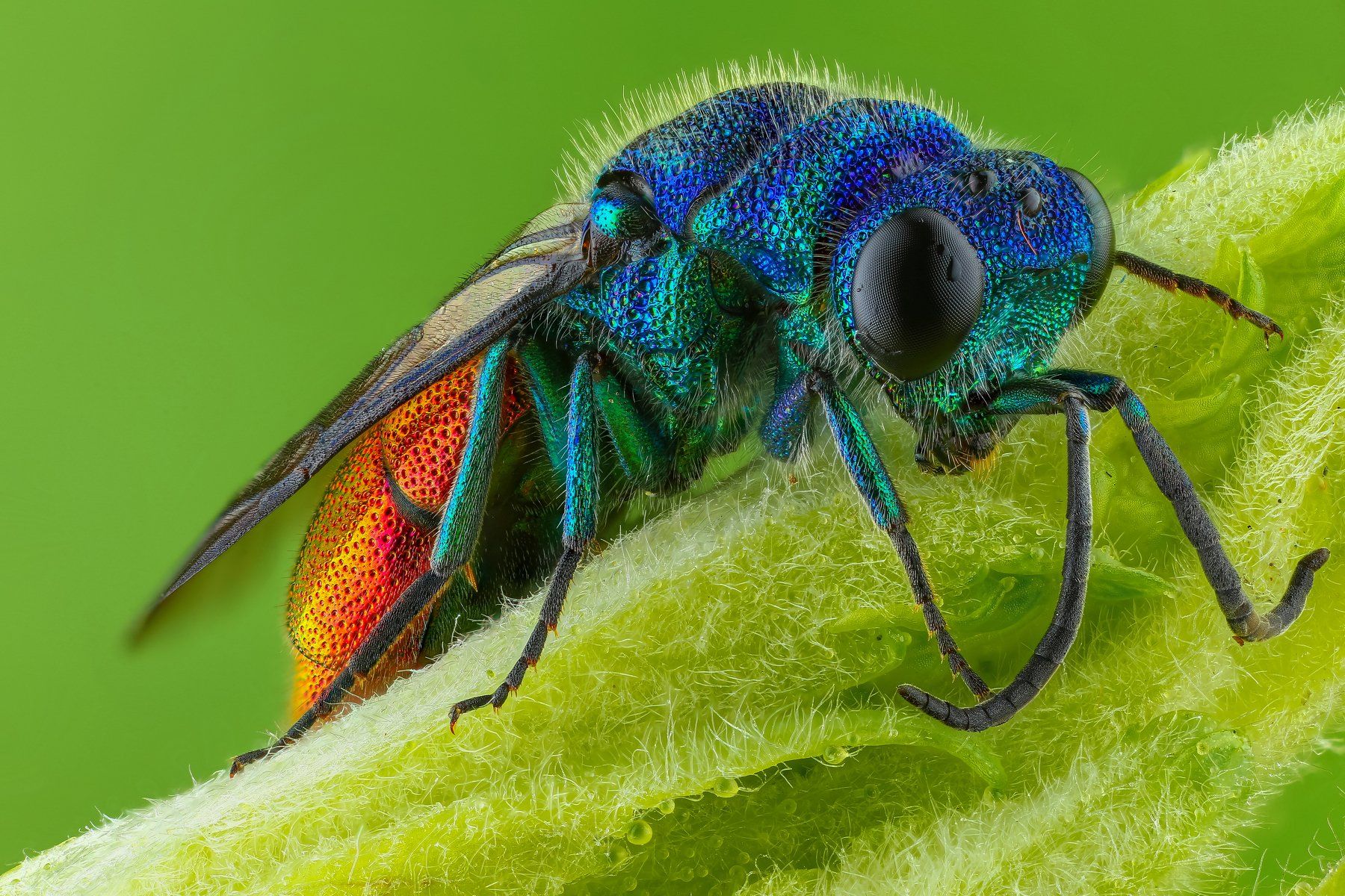 макро оса насекомое животное зеленый , Андрей Шаповалов