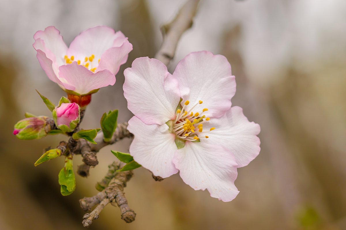 almond, tree, flower, nature, macro, spring, Israel, Nikolay Tatarchuk