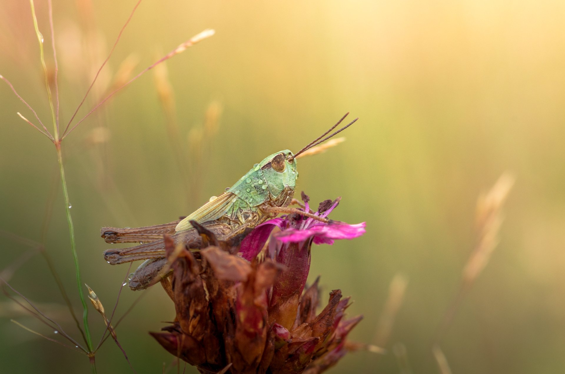 nature close-up insects macro scenery summer, Александър Александров